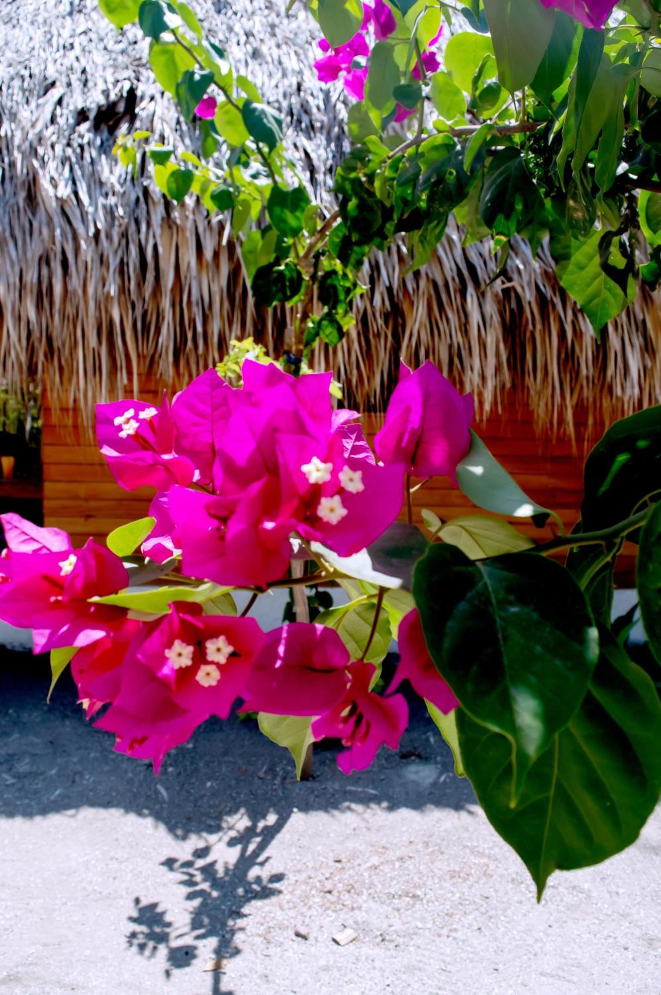 Palma Plata Islas Del Rosario Isla Grande  Zewnętrze zdjęcie