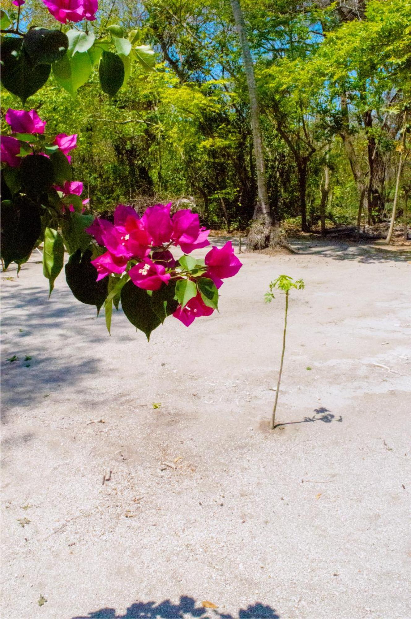 Palma Plata Islas Del Rosario Isla Grande  Zewnętrze zdjęcie